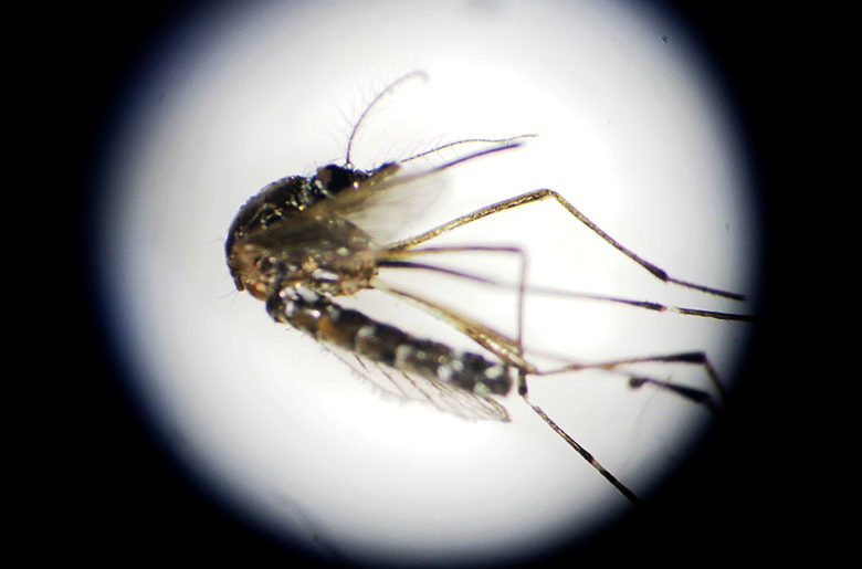 Biology professor and students initiate mosquito control